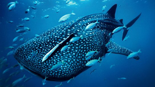 tiburon-ballena-pez-mas-grande-del-mundo